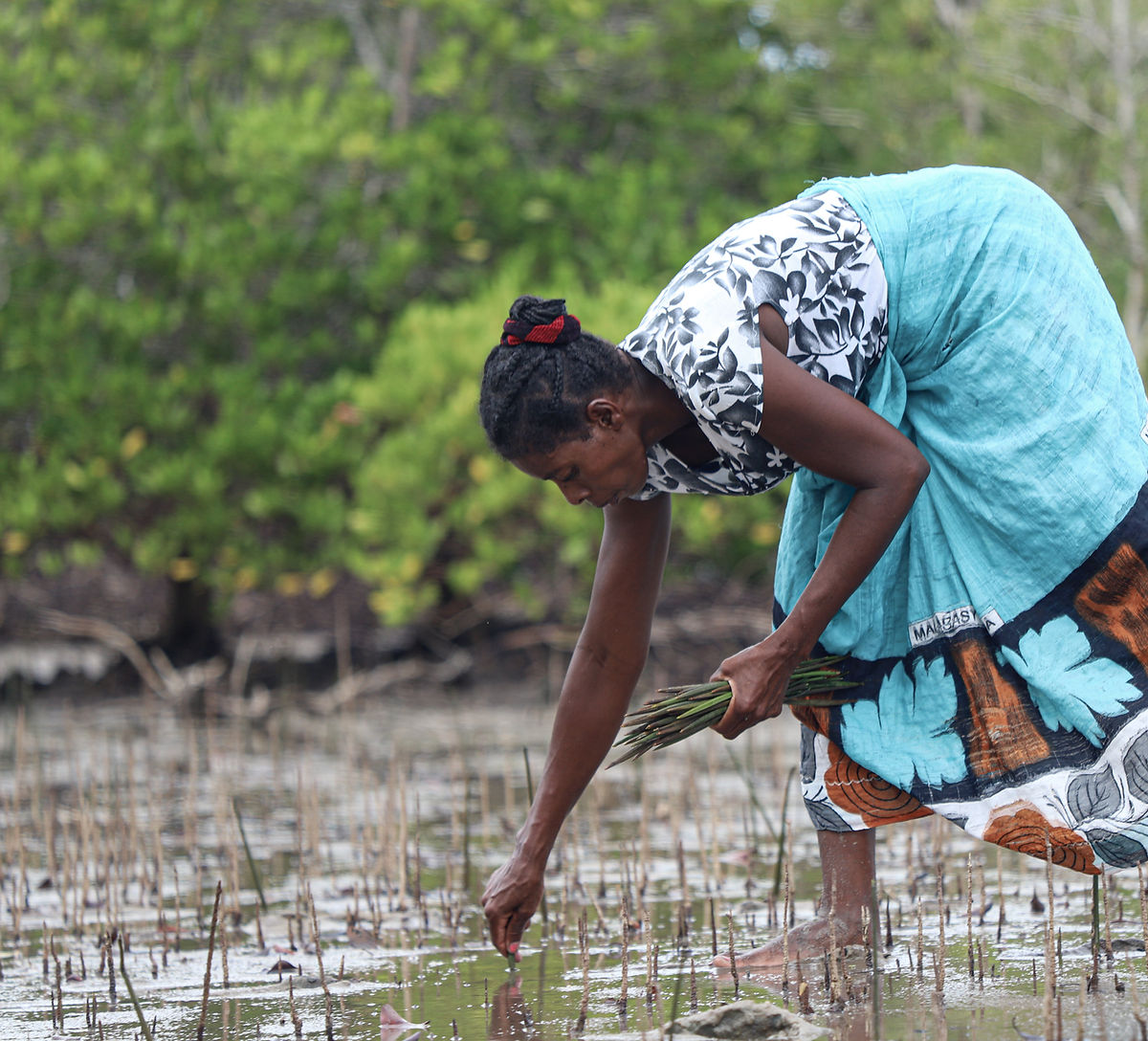 Planting Mangroves